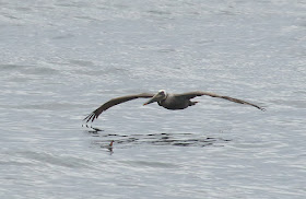 A Brown Pelican dwarfs a Red-necked Phalarope