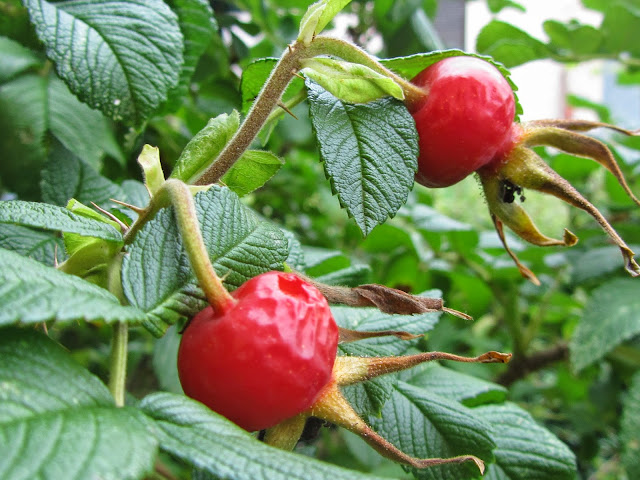 Frutto della rosa rugosa