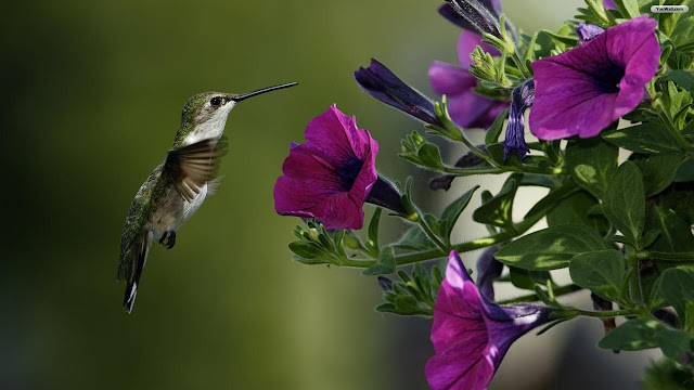 Birds And Flowers Wallpaper