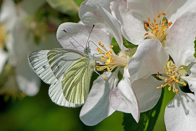 Pieris napi the Green-veined White butterfly