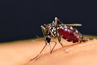  Cara mengobati penyakit malaria secara alami 4 Cara Mengobati Penyakit Malaria Secara Alami