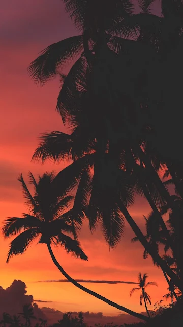 Tropics, Palm Trees, Sunset, Clouds, Sky