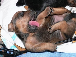 funny sleeping upside sown puppy with tongue out