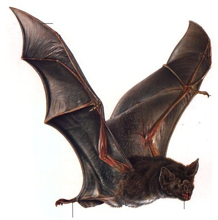 Vampire Bat Flying Images & Pictures - Becuo
