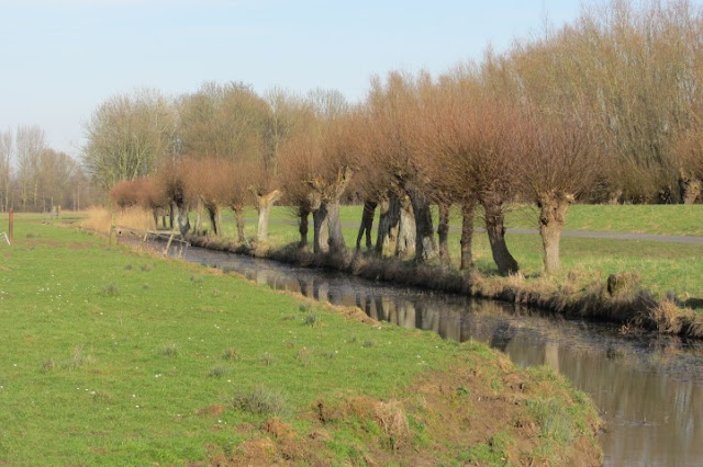 Dordrecht - geknotte wilgen in Biesbosch