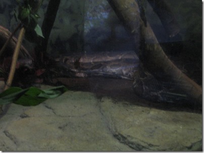 IMG_0250 Burmese Python at the Oregon Zoo in Portland, Oregon on November 10, 2009