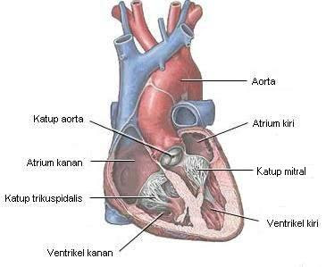 Katup dan ruang jantung