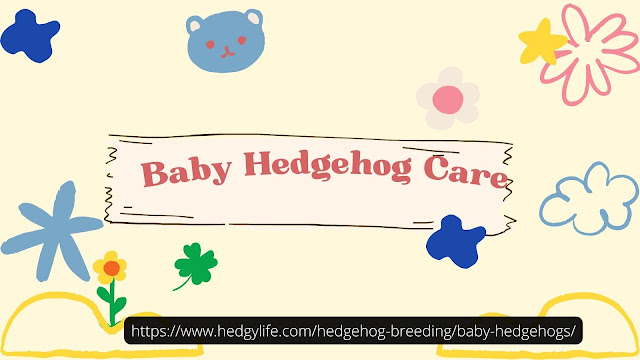 Baby Hedgehog Care