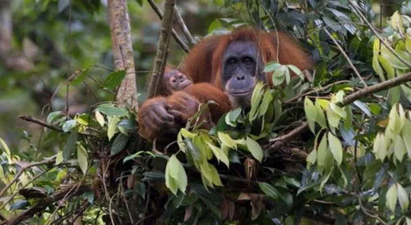 Sarang Orang Utan Sumatera