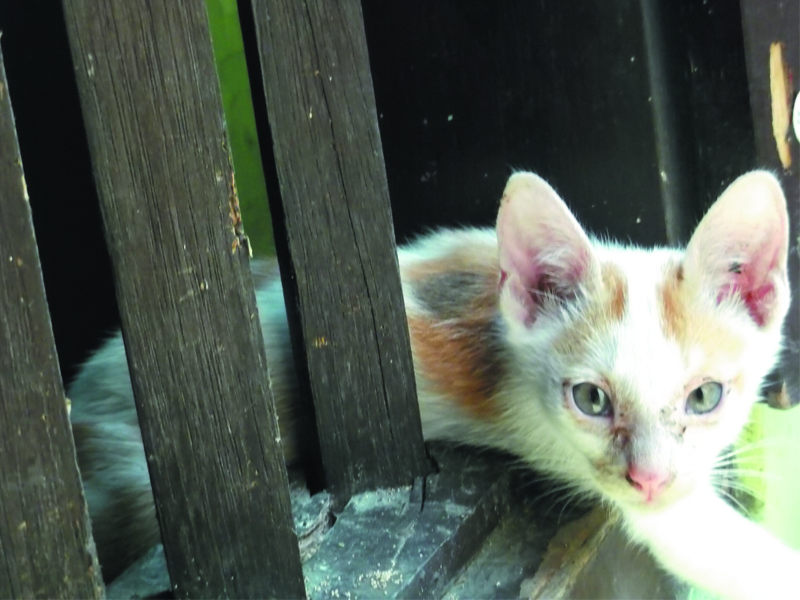 Foto Foto Anak Kucing Lucu  di Luar Jendela  Kamar  Kost Gue 