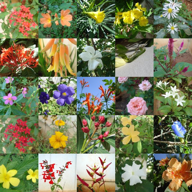 types of flowers video