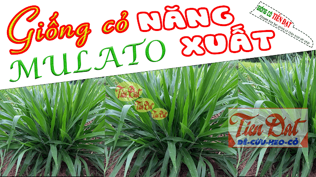 Loại giống cỏ năng suất cao là cỏ mulato