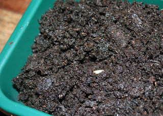 One of the Globe Thistle seeds in the soil ready for covering