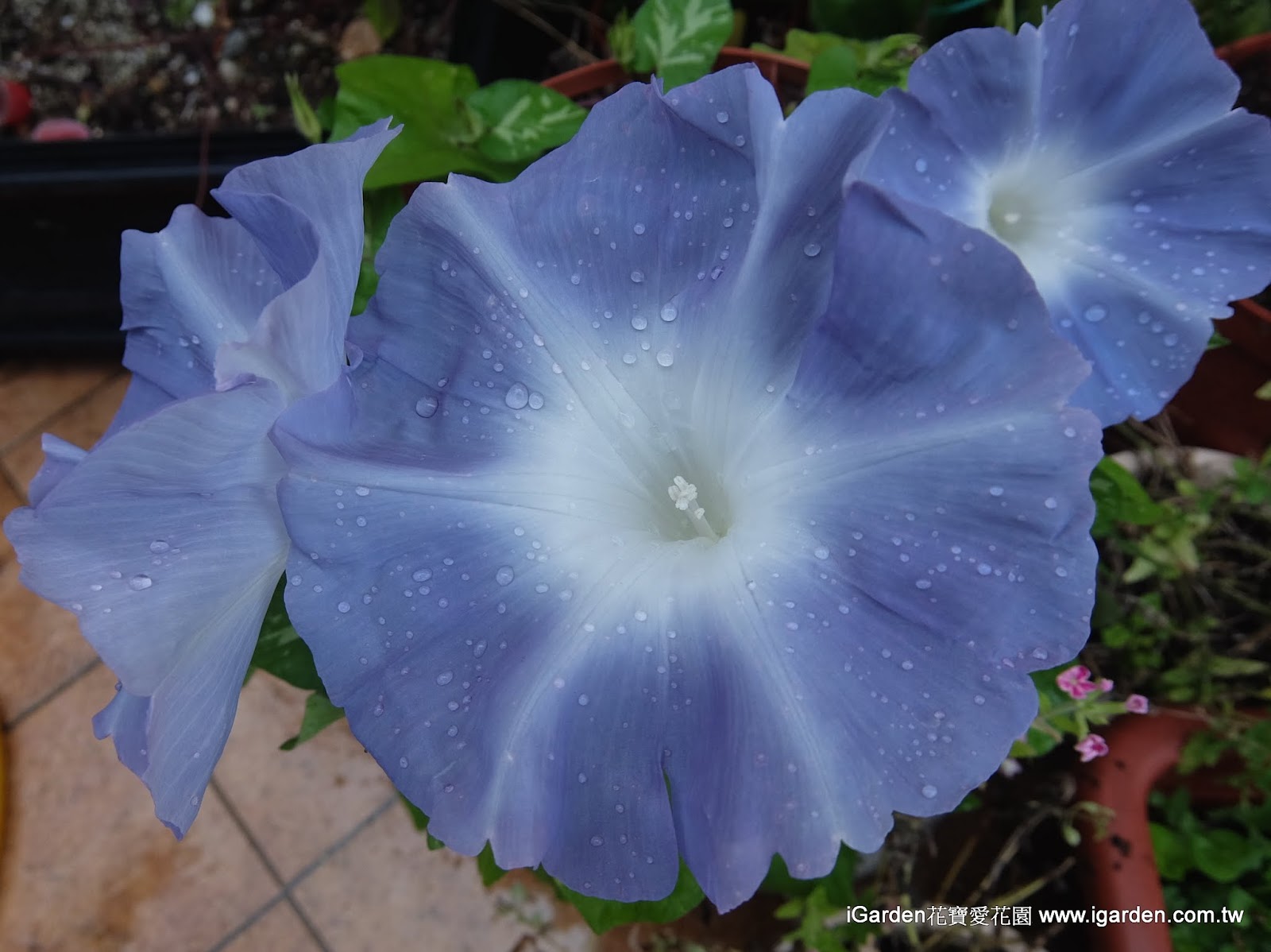 八月開的花 15年8月igarden 頂樓花園實錄 園藝部落格 Igarden 花寶愛花園園藝文摘plus