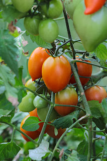 Tomatoes growing in pots Made Easy