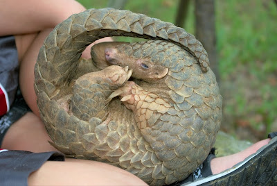 Pangolin