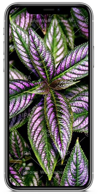 Leaves Wallpapers iPhone