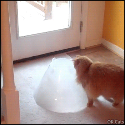 Funny Cat GIF • Funny big fluffy cat found a good place to hide from the Zombies, cats are liquid [ok-cats.com]