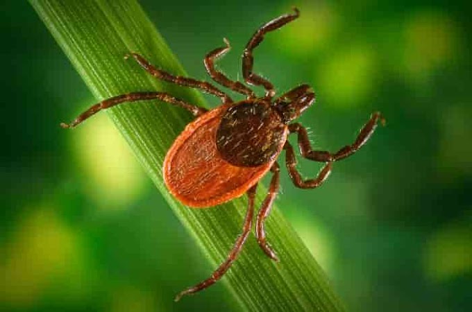 As doenças transmitidas por carrapatos estão aumentando em frequência e intensidade