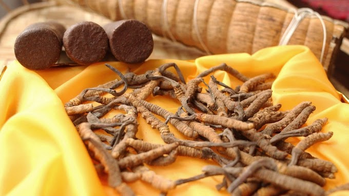 Entérese de los Extraordinarios Beneficios Que Brinda el Cordyceps Sinensis