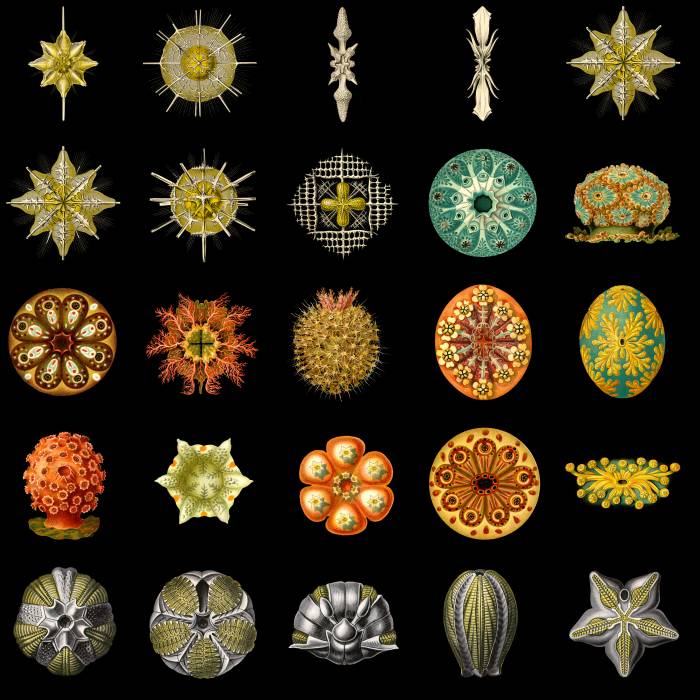 Ernst Haeckel S Art Forms In Nature