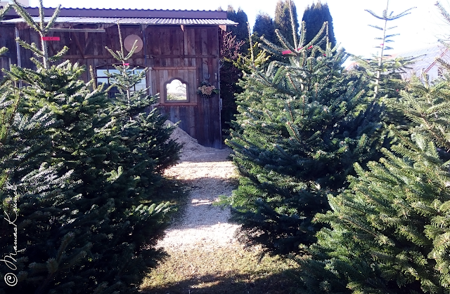 Weihnachtsbaum auf der Plantage aussuchen