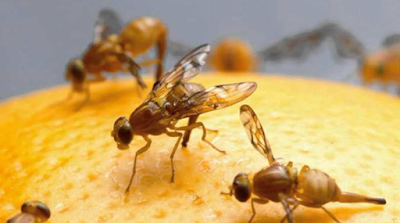 Where Do Fruit Flies Come From