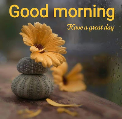 60+ Good morning wishes images for Fb Dpz whatsapp Status Free