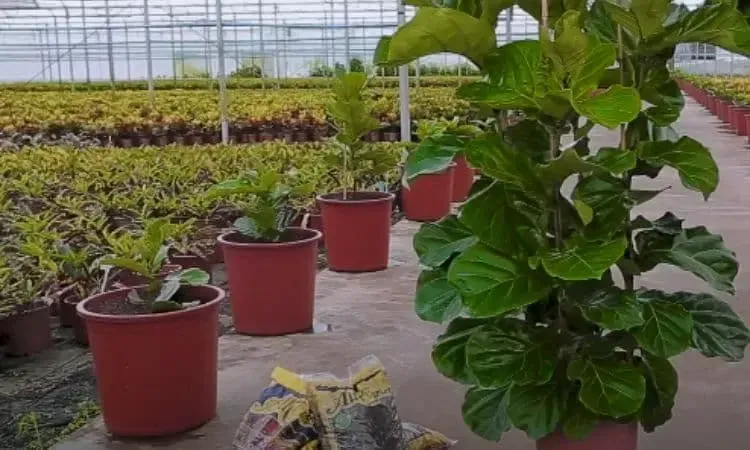 Ficus Lyrata: Um Dossiê Completo da Planta