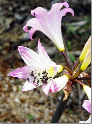 Native bees having a feed.