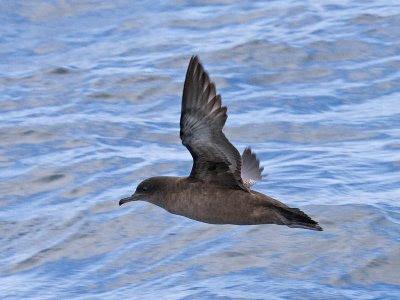 Oregon sea bird: Sooty Shearwater