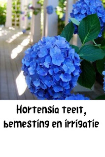hortensiaer