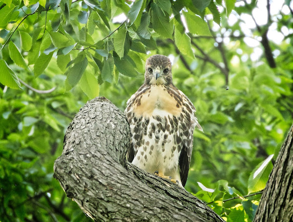 Fledgling #1