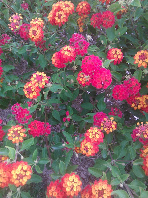 flores de lantana camara