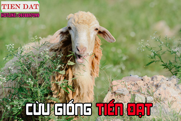Cừu Phan Rang Ninh Thuận
