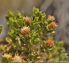 Tola lejía (Baccharis tola)