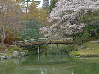 桜ともみじ橋、風情がある。