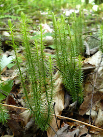 Lycophytes