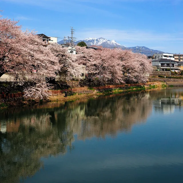 北杜　長坂牛池　桜　八ヶ岳