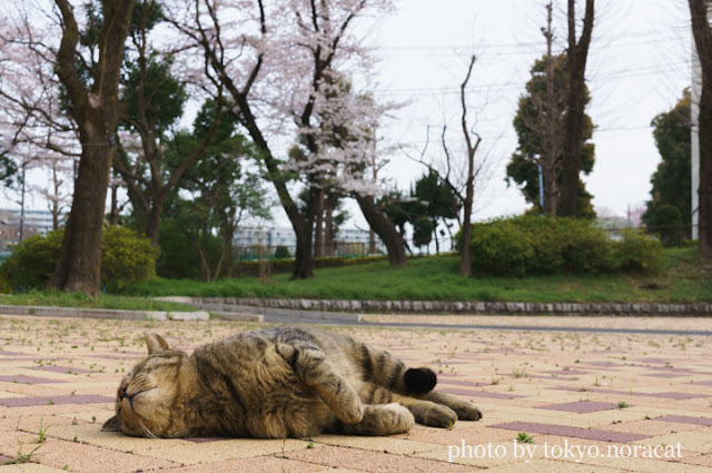 猫写真