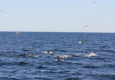 Atlantic white-sided dolphins in Muscongus Bay
