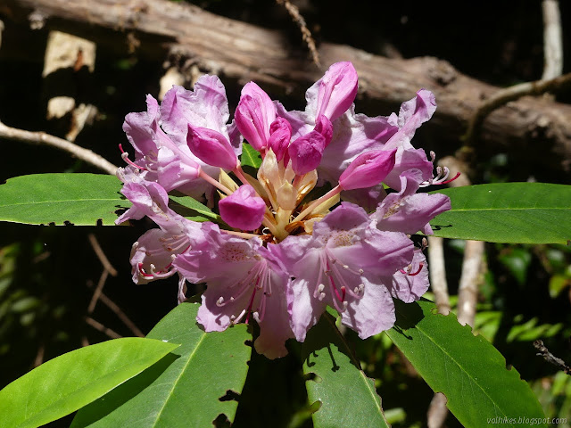 bracts and everything of a blooming rhododendron