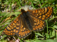 Marsh Fritillary (2021)