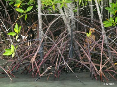 Dogs stranded on island