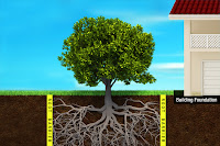 Barrier Root Tree1