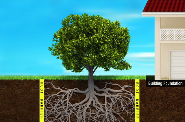 Barrier Root Tree1