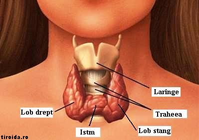 Probleme cu tiroida? Informatii, dereglari, vitamine, alimente, plante