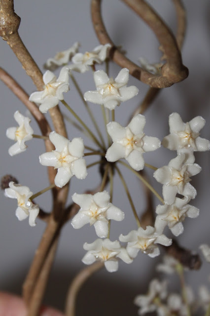 Hoya monetteae
