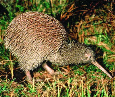 kiwi