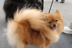 Top 13 Benefits Dog Grooming Upper East Side